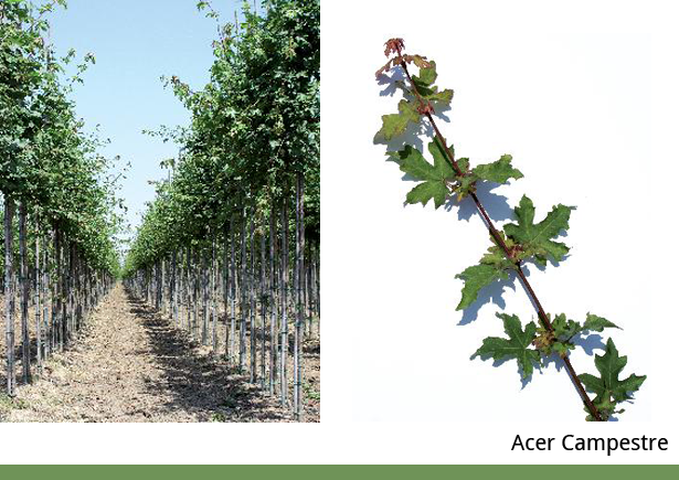 Acer Campestre