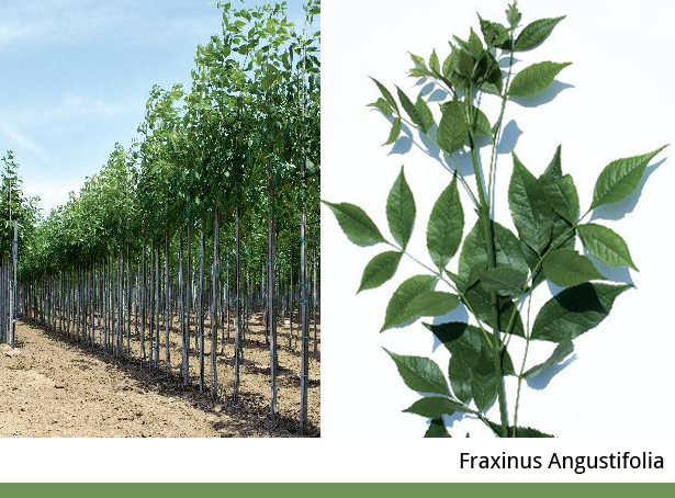 Fraxinus Angustifolia