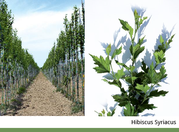 Hibiscus Syriacus