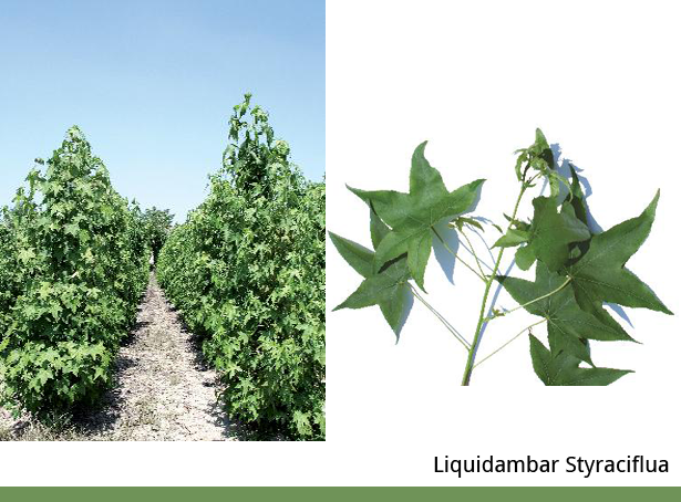 Liquidambar Styraciflua