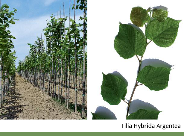 Tilia Hybrida Argentea